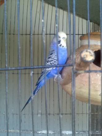 blue1.jpg