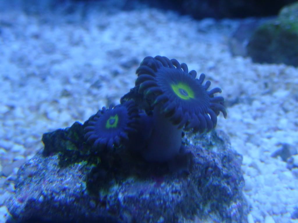 Blue Steel Zoa