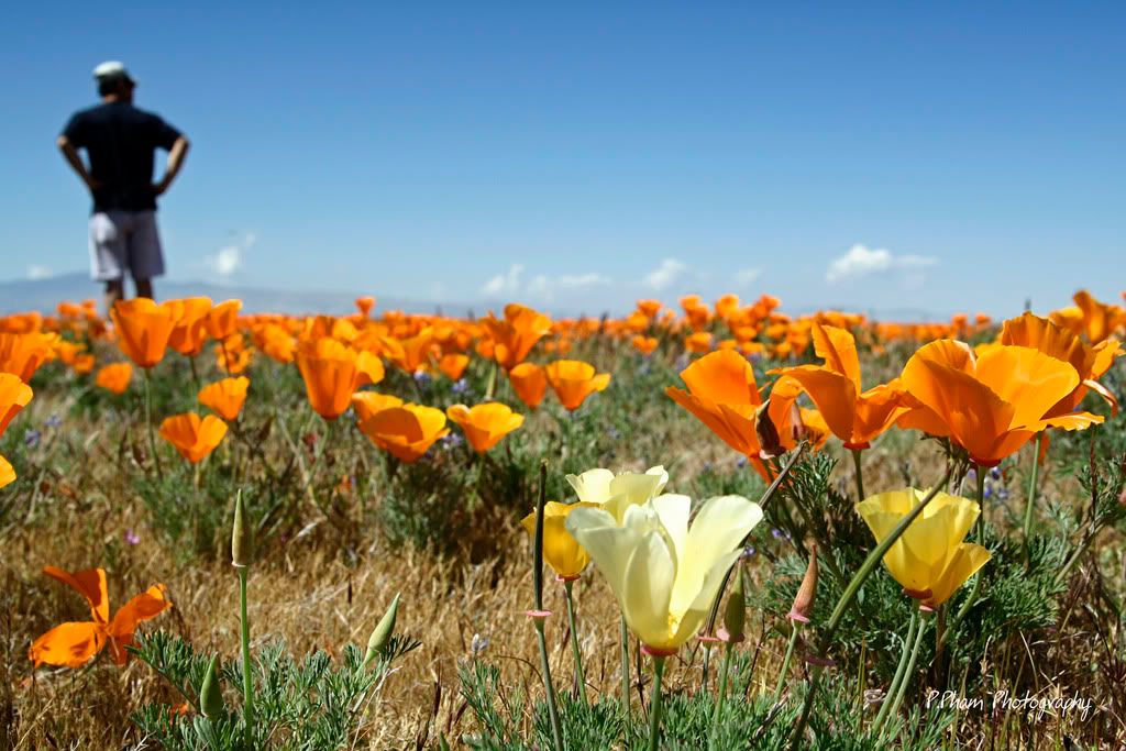 IMAGE: http://i186.photobucket.com/albums/x102/azncarbos/California%20Poppy%20Reserve/Sig%20Added/_MG_1680.jpg
