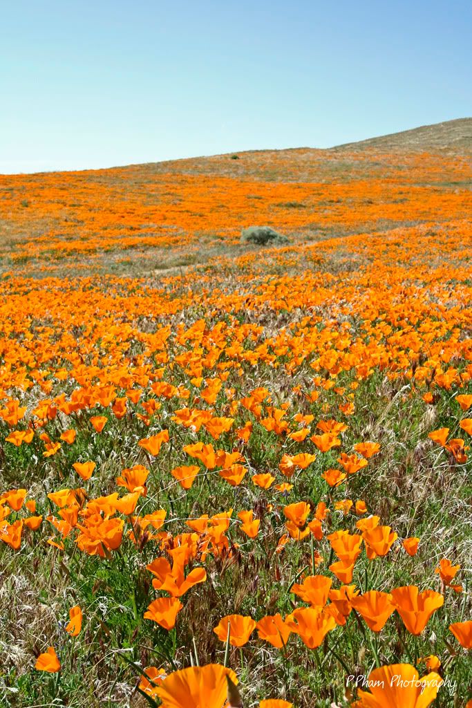 IMAGE: http://i186.photobucket.com/albums/x102/azncarbos/California%20Poppy%20Reserve/Sig%20Added/_MG_1689.jpg