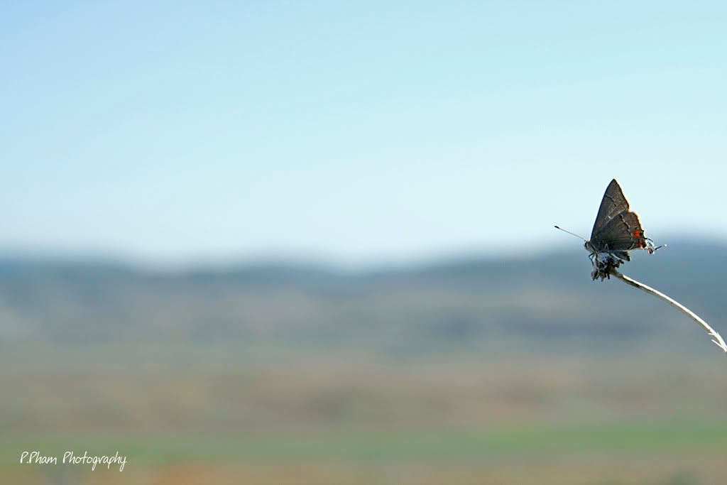 IMAGE: http://i186.photobucket.com/albums/x102/azncarbos/California%20Poppy%20Reserve/Sig%20Added/_MG_1697.jpg