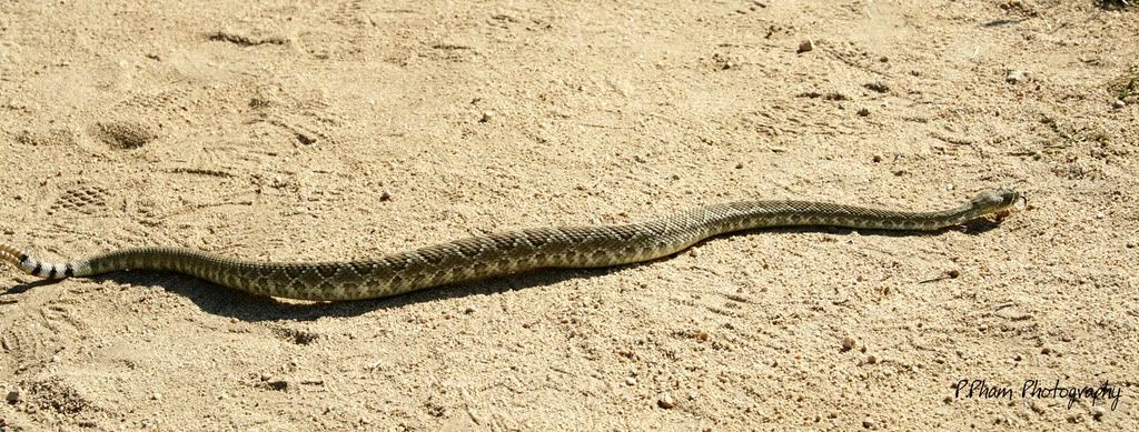 IMAGE: http://i186.photobucket.com/albums/x102/azncarbos/California%20Poppy%20Reserve/Sig%20Added/_MG_1724.jpg