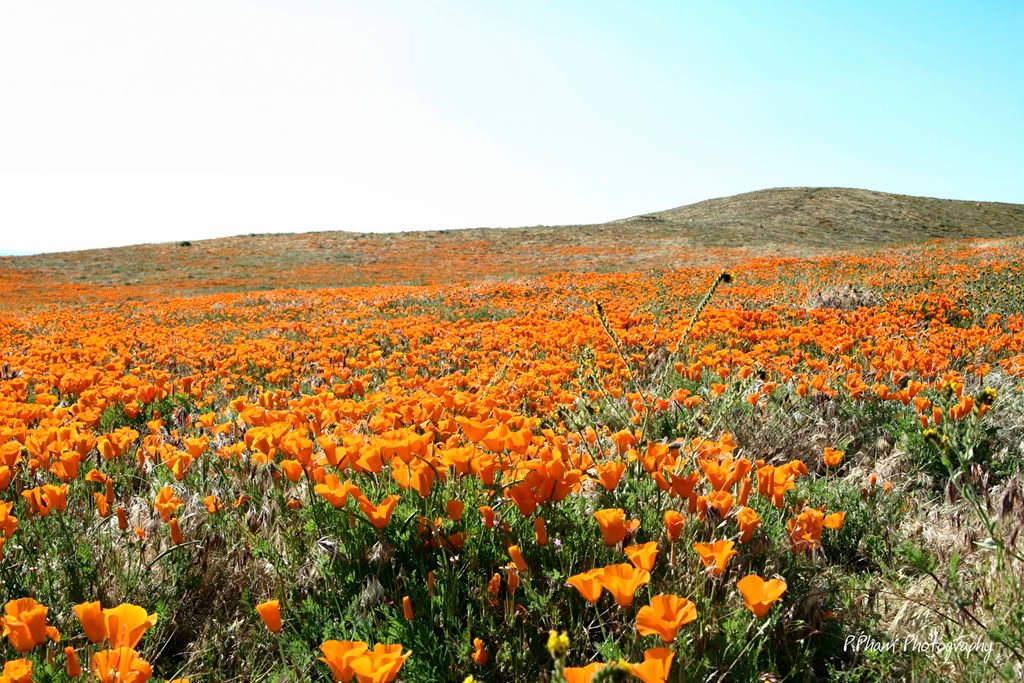 IMAGE: http://i186.photobucket.com/albums/x102/azncarbos/California%20Poppy%20Reserve/Sig%20Added/_MG_1729.jpg