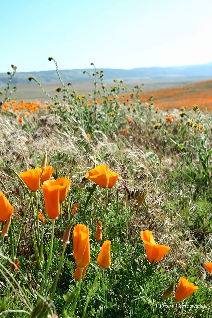 IMAGE: http://i186.photobucket.com/albums/x102/azncarbos/California%20Poppy%20Reserve/Sig%20Added/_MG_1735.jpg