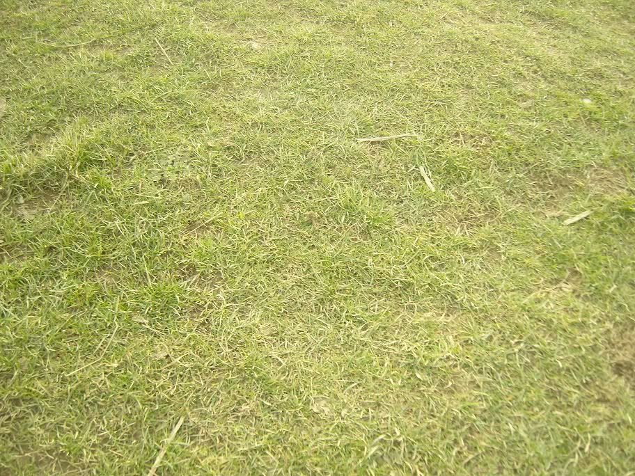 grass1.jpg