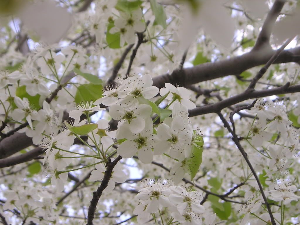 Bradford Pear Tree Pictures, Images and Photos