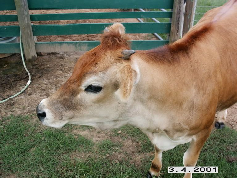 At long last...photos of my Jersey heifer - Cattle