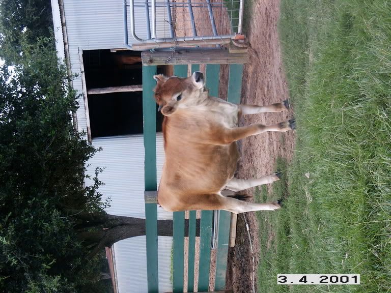 At long last...photos of my Jersey heifer - Cattle