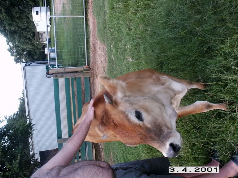 At long last...photos of my Jersey heifer - Cattle