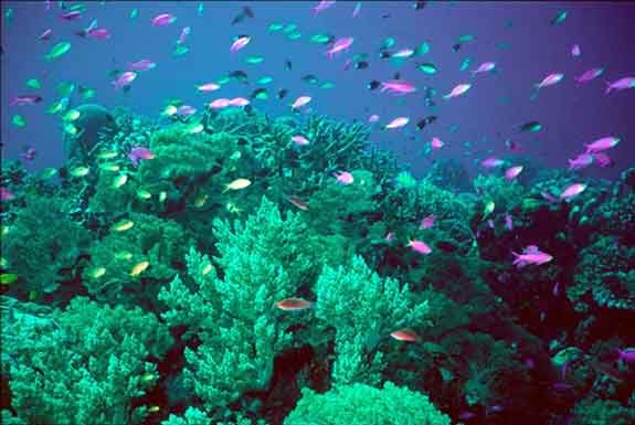 coral reef wallpaper. Coral Reef Wallpaper