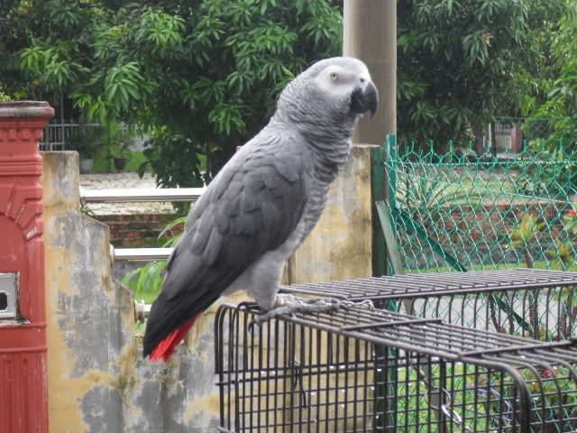 Sangkar Burung Malaysia