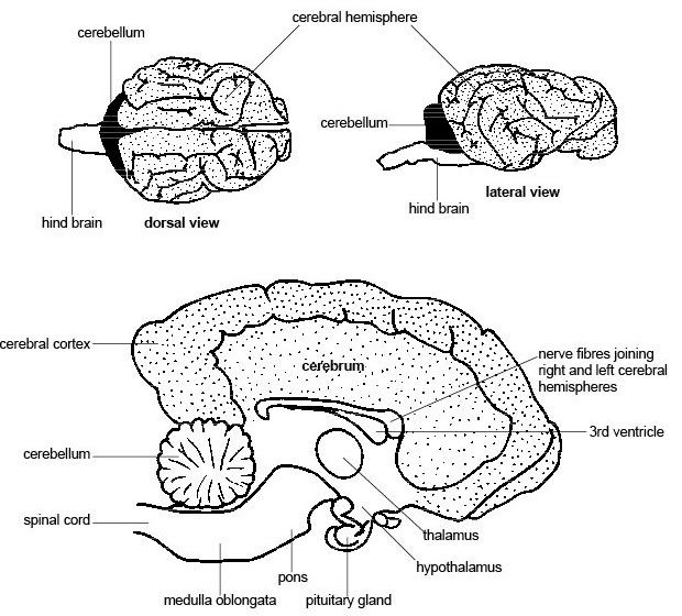 Horse Brain Diagram Horse Anatomy Horsemanship Horses