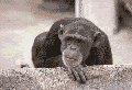 [Imagem: macaco-1.gif]