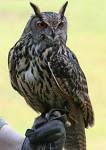 eagleowl.jpg