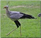 secretarybird.jpg