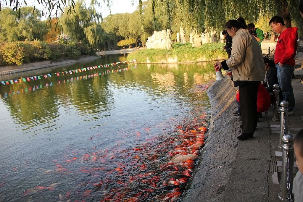 Пекин. Рыба. Много Рыбы.