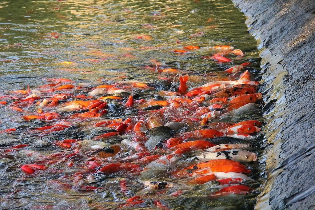 Пекин. Рыба. Много Рыбы.