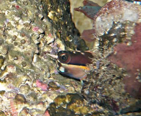 tail spot blenny care