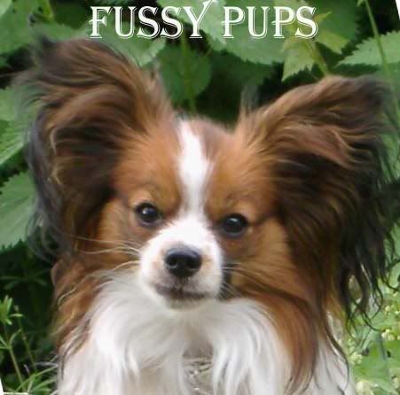 Fussy Pup Witty Remark