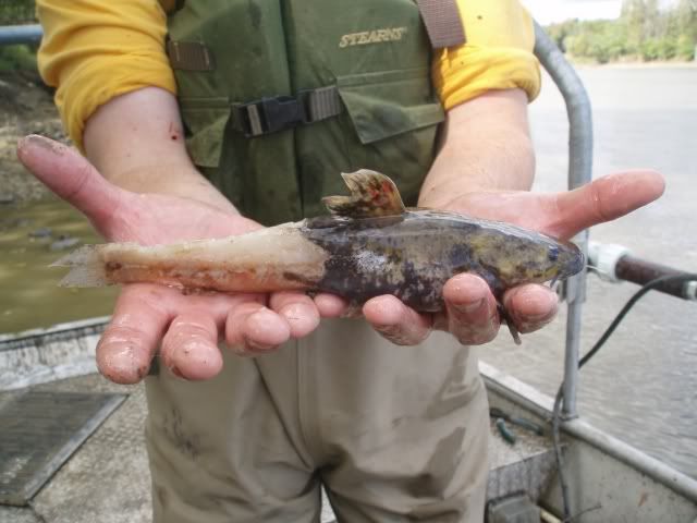 Flathead_11.jpg