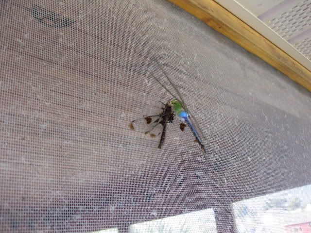 August2011022.jpg