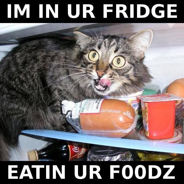 FridgeCat.jpg
