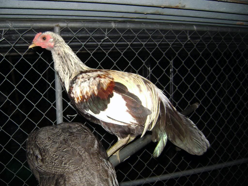 Dallas, Ga. Chickens for sale...pics finally... BackYard Chickens