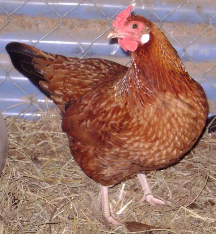 RIR X Oriental Game? BackYard Chickens Learn How to Raise Chickens