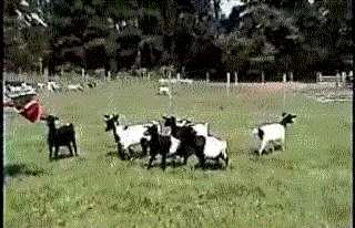 goats.gif