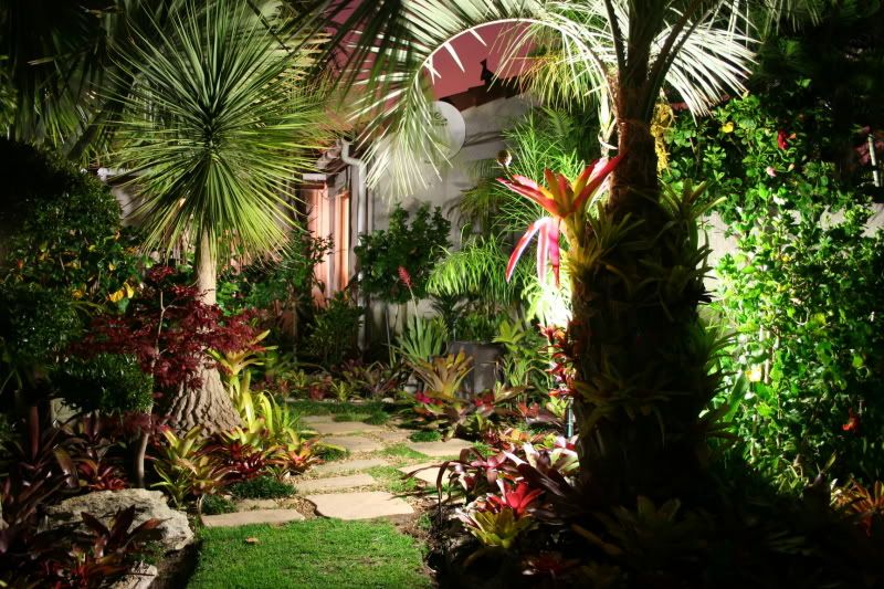 Pectinata at night