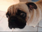 Confused pug Pictures, Images and Photos