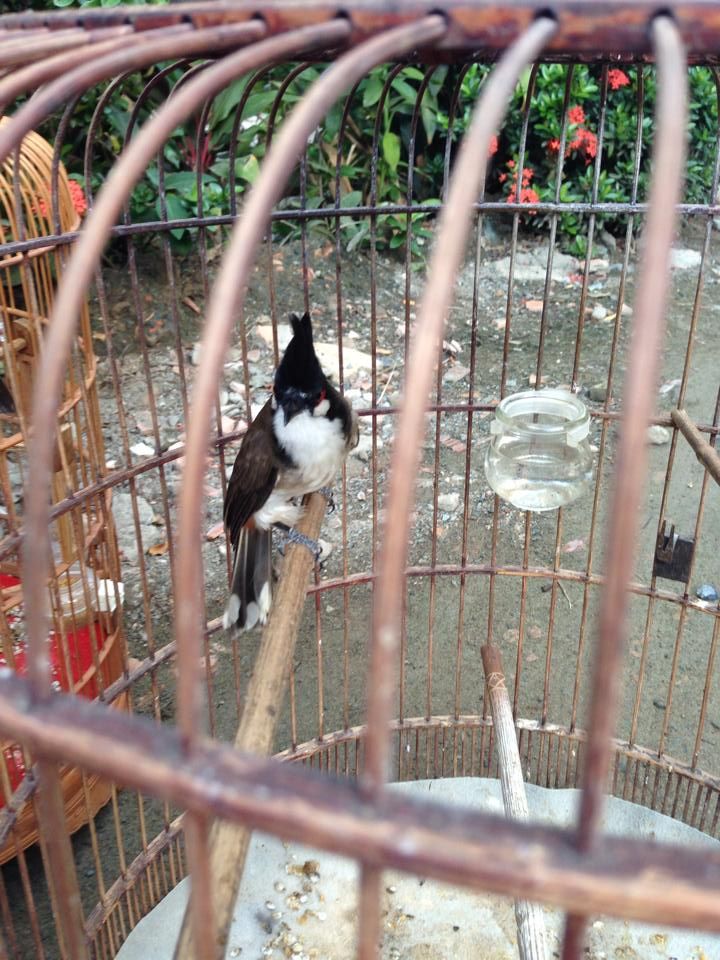 HCM - Bán 4 em chào mào đẹp - 1