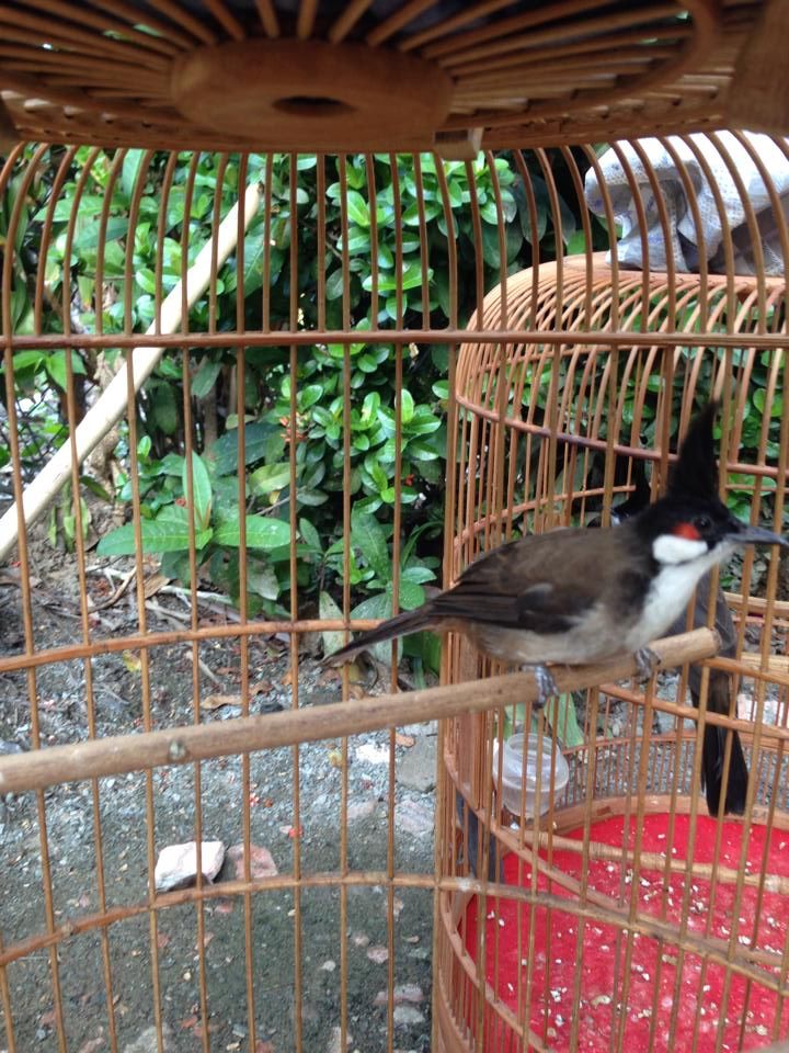 HCM - Bán 4 em chào mào đẹp - 3