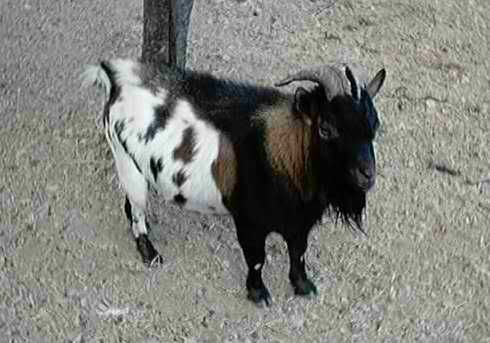 Pippo