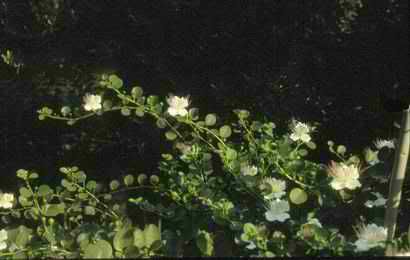 capperi ni fiore e boccioli