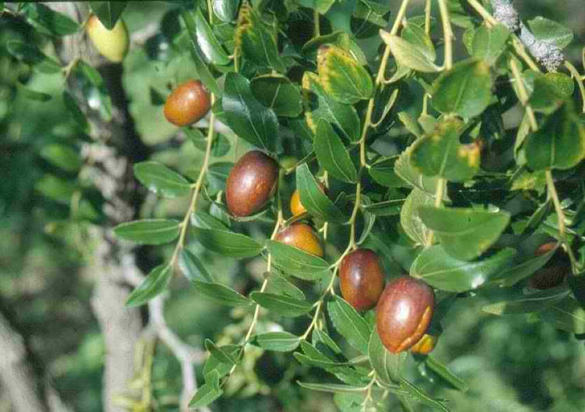 Giuggiole