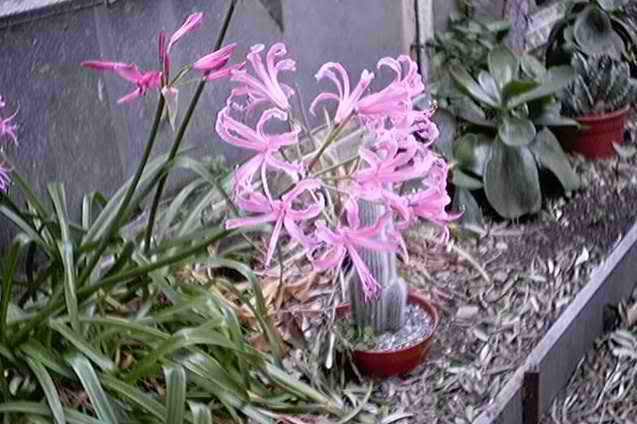 le nerine