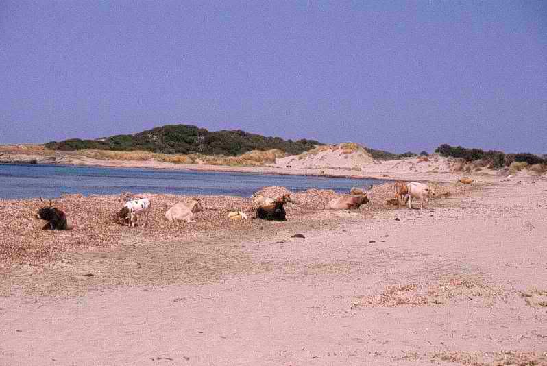 spiaggia di Barcaggio