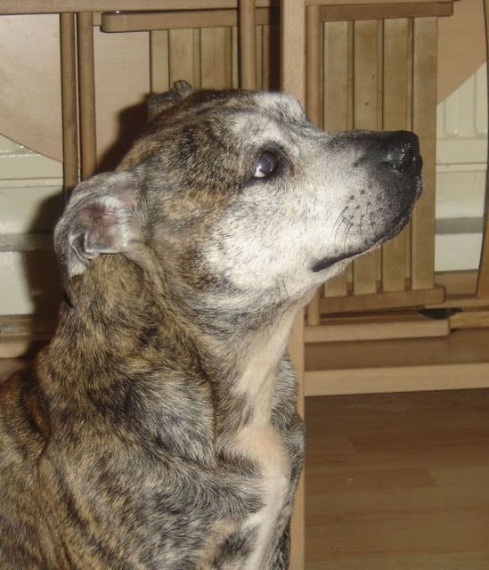 staffordshire bull terrier brindle. old but his tiger rindle