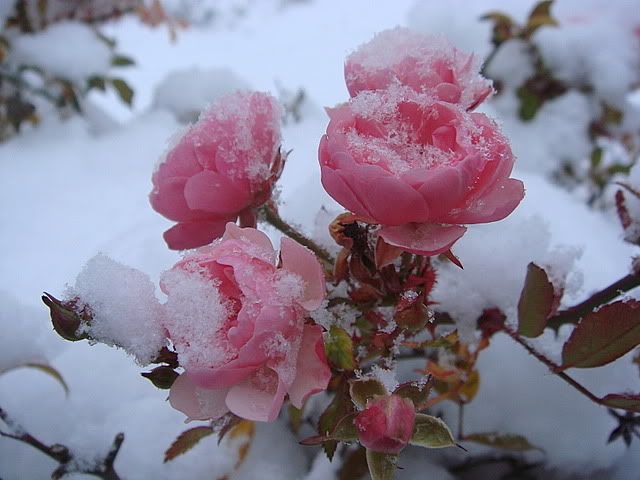 roses in snow Pictures, Images and Photos