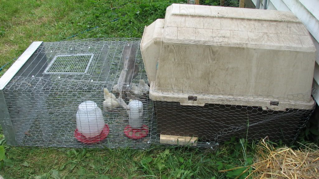 white trash mini transition meat coop BackYard Chickens Learn How