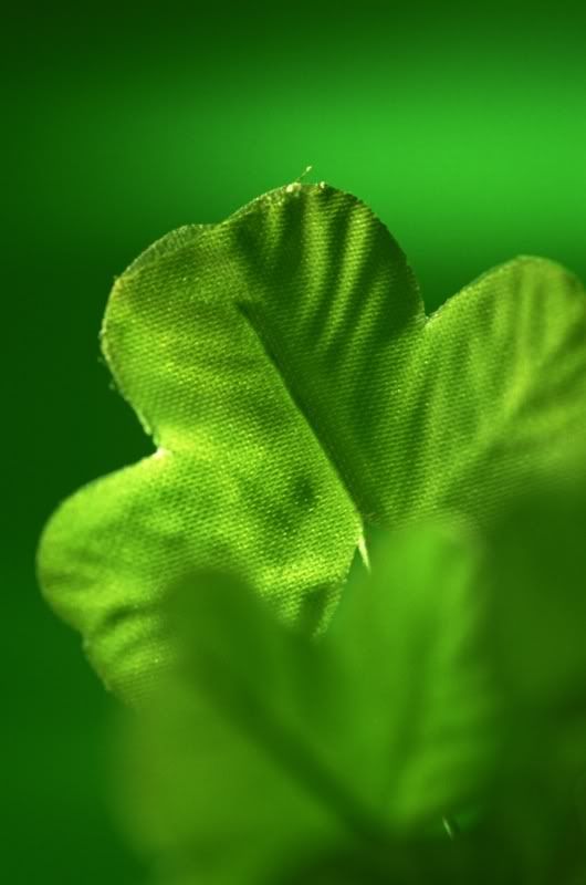 what-s-the-difference-between-a-shamrock-and-a-clover