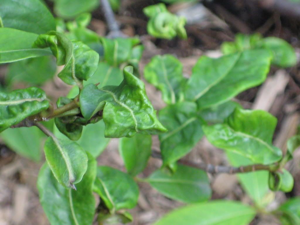 photos of deformed viburnum leaves