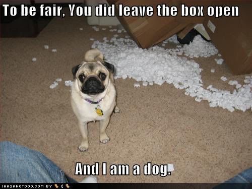 funny pug pictures. funny-dog-pictures-pug-