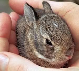 tiny wabbit
