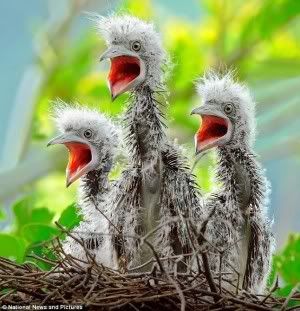 baby herons