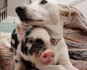 dog pig cat