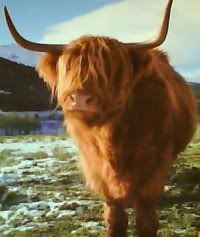 highland cow