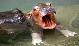 hippo