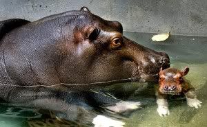 hippo